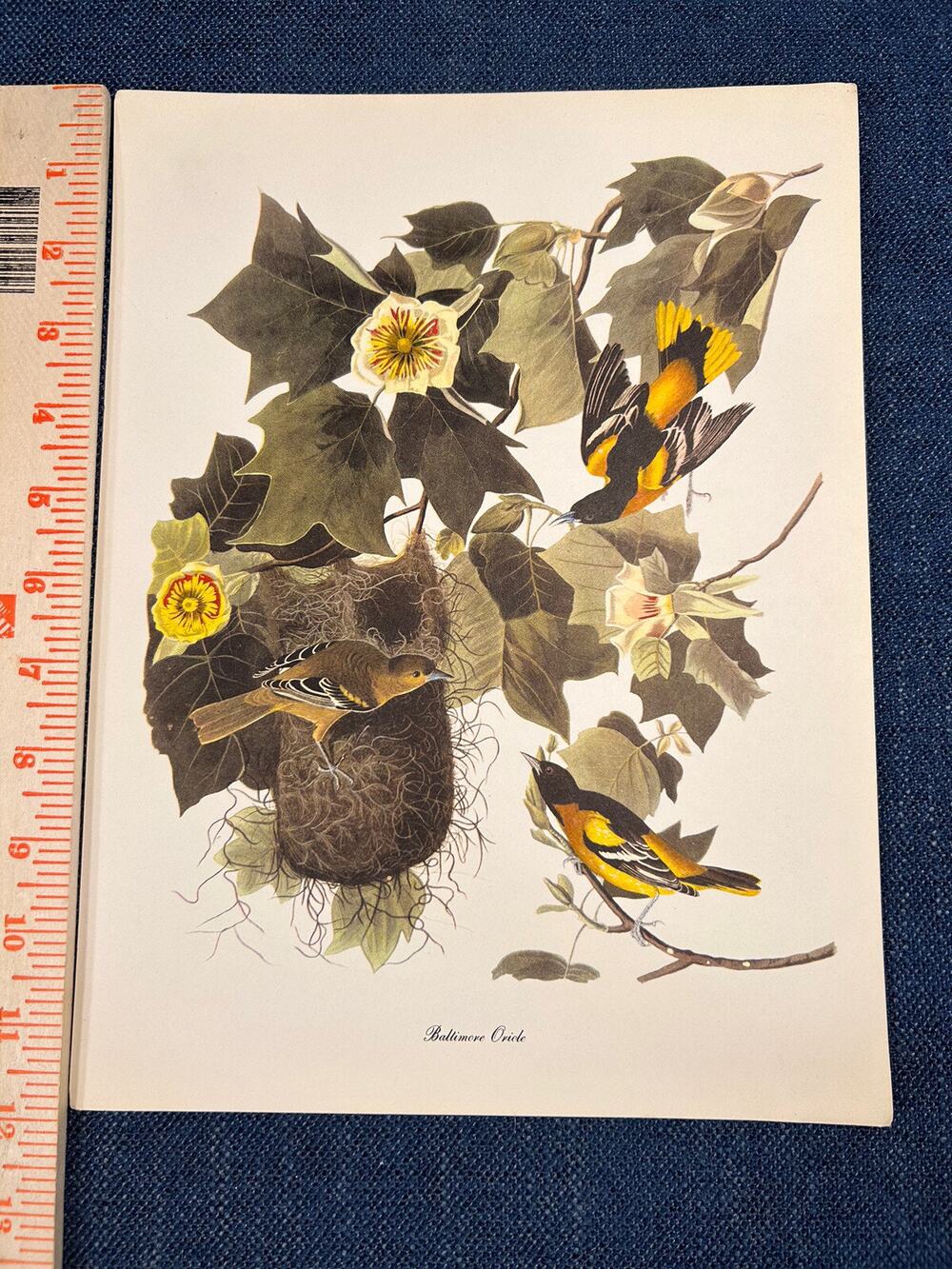 Audubon Birds of America Baltimore Oriole Roger Tory Peterson Lithograph Print